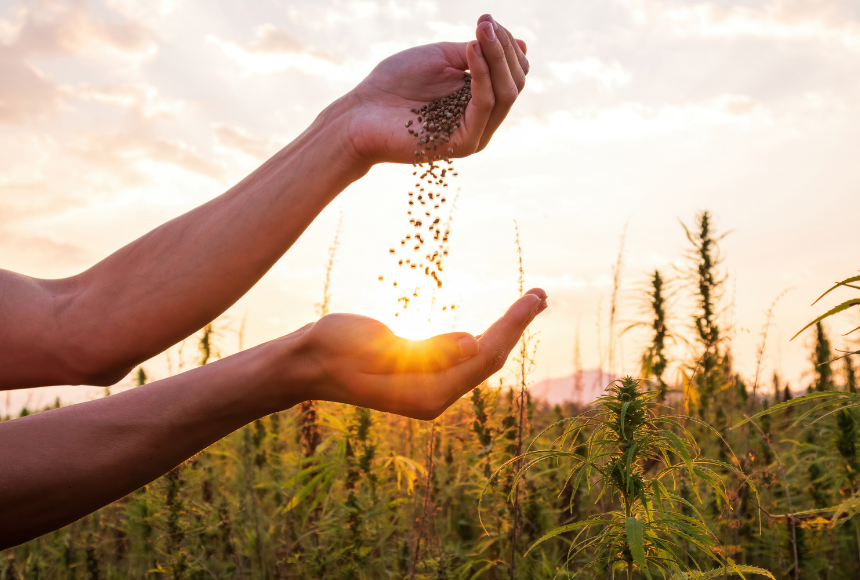 Sustainability of Flaxseeds, Chia Seeds, and Hemp Seeds: Good for the Planet and Good for you