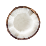 Shiitake Mushroom